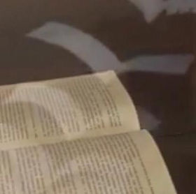 gabbiano dal libro.jpg